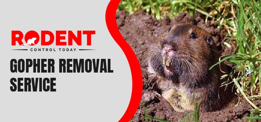 Gopher Removal Melbourne
