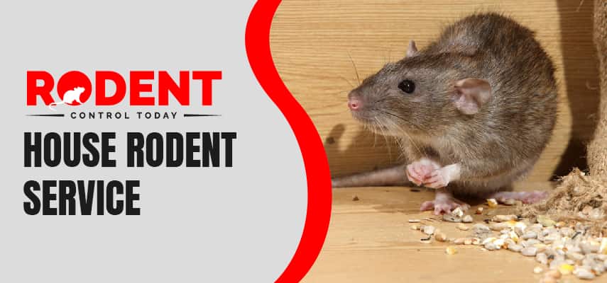House Rodent Melbourne