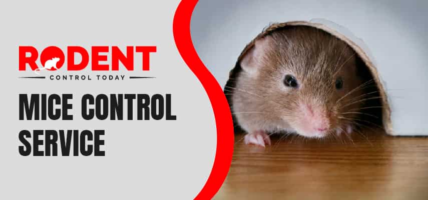 Mice Control Melbourne