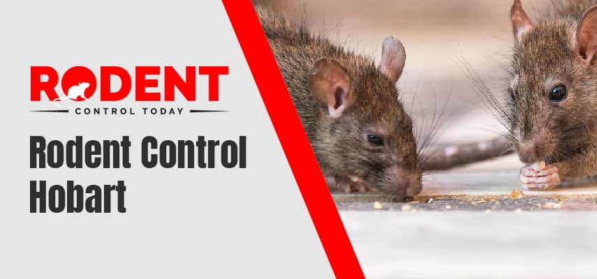 Rodent Control Hobart