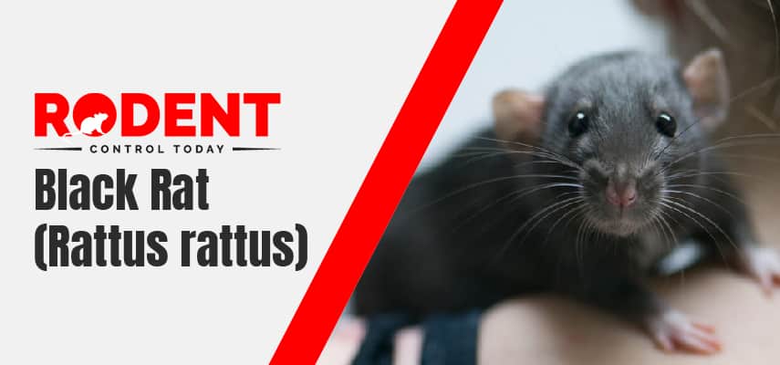 Black Rat Control