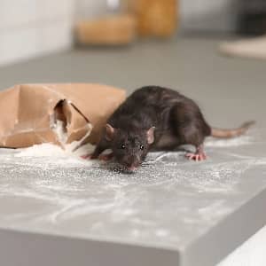 Black Rat Control