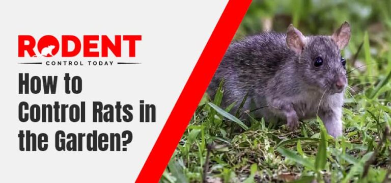 Control Rats in the Garden