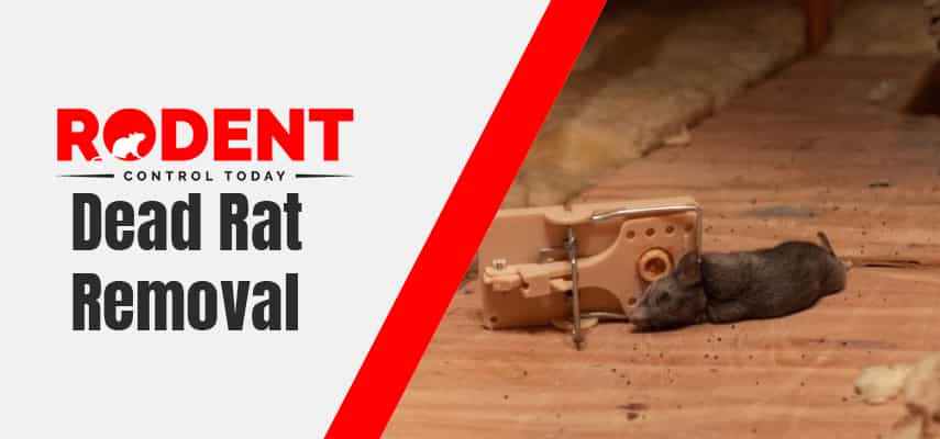 Dead Rat Removal