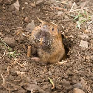 Gopher Removal