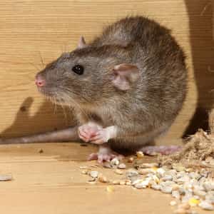House Rodent Control