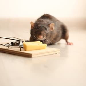 Mice Control