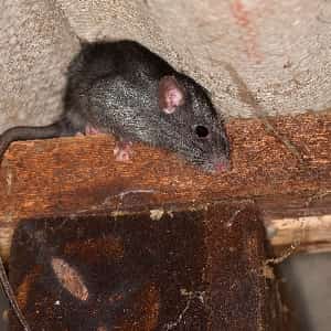 Roof Rat Control Melbourne