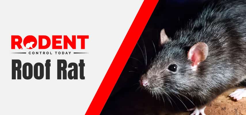 Roof Rat