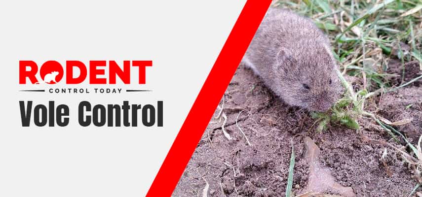 Vole Control