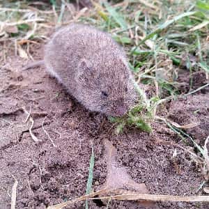 Vole Control