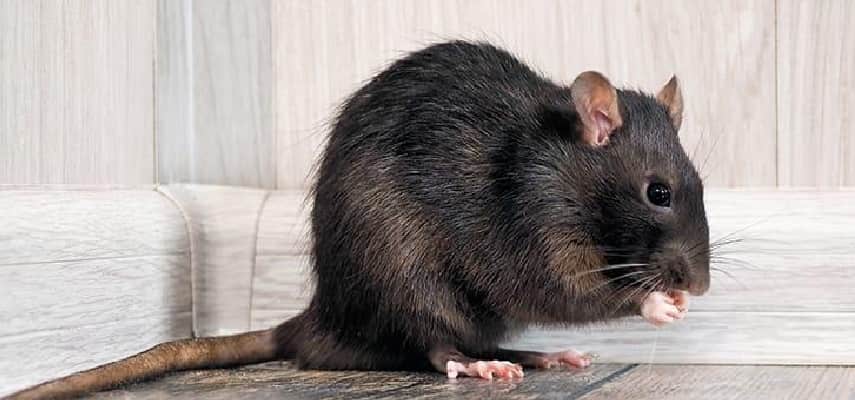 Black Rat Control
