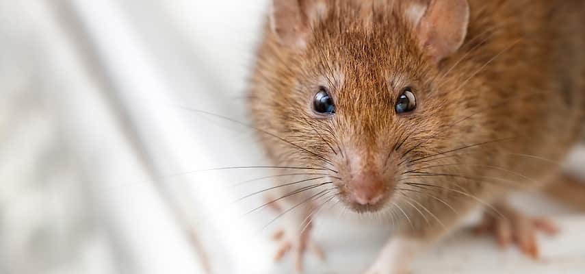 Brown Rat Control
