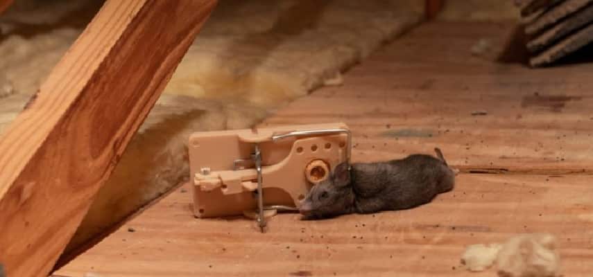 Dead Rat Removal