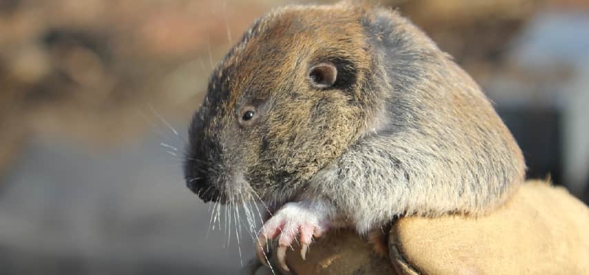 Gopher Removal