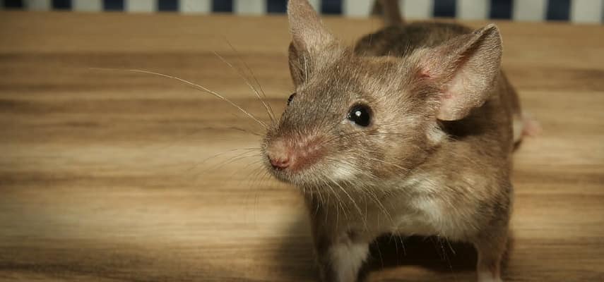 House Rodent Contaol