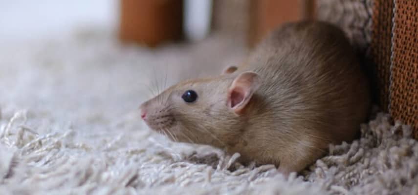 Mice Control