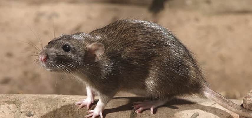 Norway Rats Control