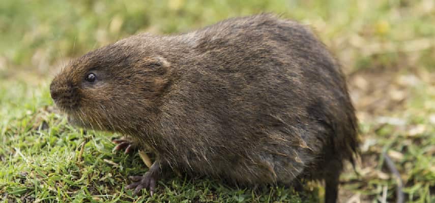 Vole Control Control