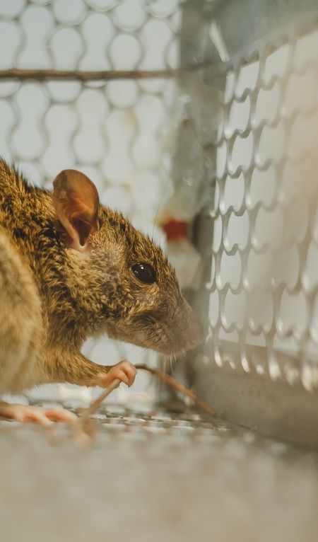 Rodent Control Brisbane Service