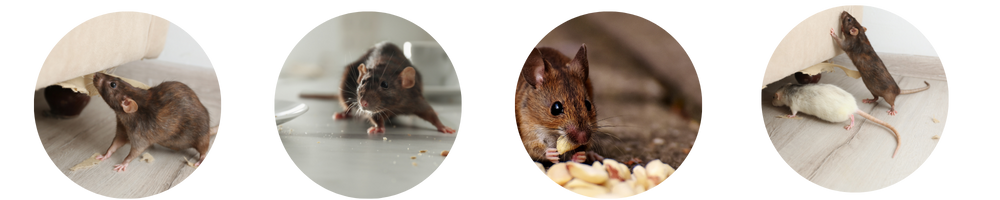 Rodent Control